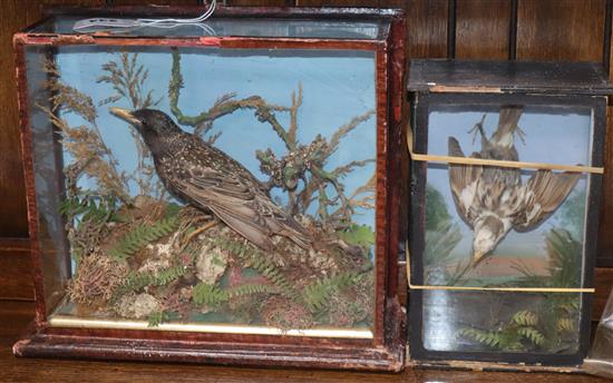 A Victorian taxidermic starling, cased